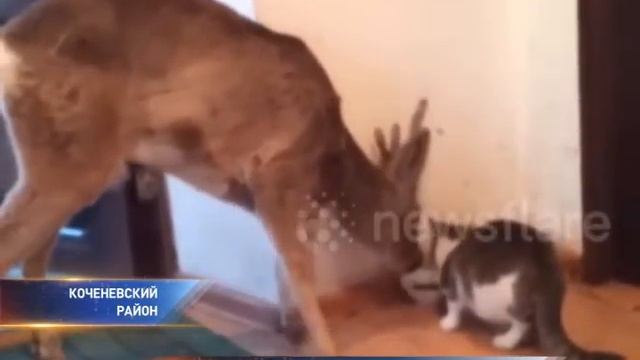 Олень украл еду у домашнего кота в Новосибирской области смотреть онлайн