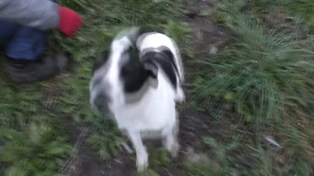 ТАКОГО ДЕРЕВНЯ ЕЩЁ НЕ ВИДЕЛА ... ДОМ НА САНЯХ !!! смотреть онлайн