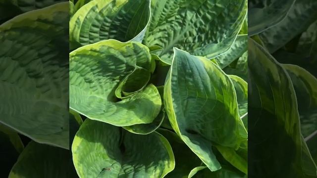 Хоста кристмас три (hosta christmas tree) смотреть онлайн