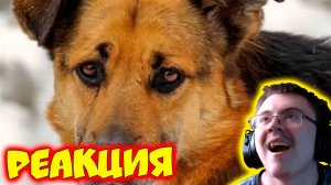 Бутырка Шарик ( Шансон ) | Реакция