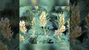 АСТРАГАЛ - ТРАВА ЖИЗНИ И БЕССМЕРТИЯ!!!