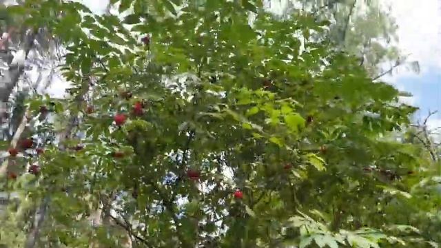 Лето, дача, карьер, шашлыки. Очень жаркий день. смотреть онлайн