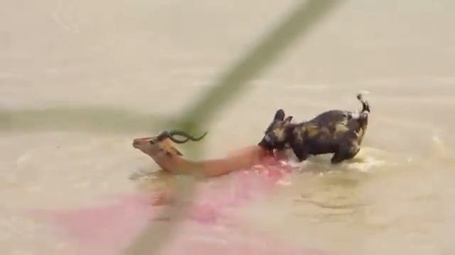 дикий собака по внутри воду кушает,шакал мешают))) смотреть онлайн