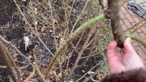 Розы.???Хотите море цветов - посадите розу Робуста. А как хороша живая изгородь........