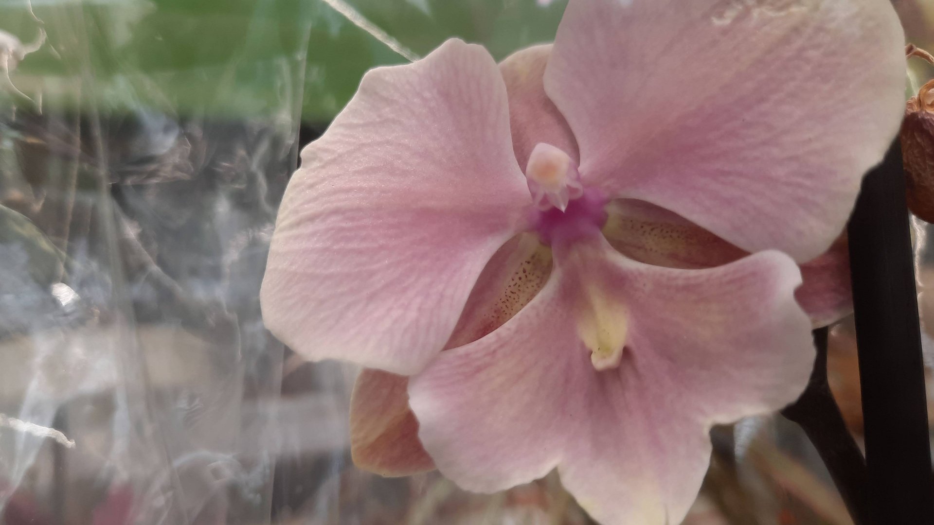 ОРХИДЕИ В ОБИ //10 07 24// смотреть онлайн