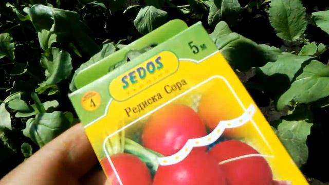 Як обрати редиску, аналіз сортів Саксонія, Вієна, Сора. /Как выбрать редиску, анализ сортов./ смотреть онлайн