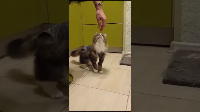 Шерел дома 1 смотреть онлайн