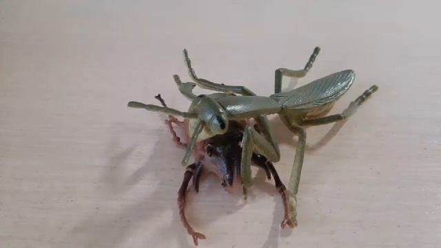 Богомол и жук-носорог смотреть онлайн