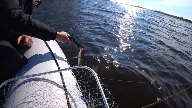 ТОП ПРИМАНКА НА ЩУКУ. ЛОВЛЯ ЩУКИ ОСЕНЬЮ. РЫБАЛКА НА ЩУКУ смотреть онлайн