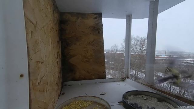 Как снегирь синиц гонял в кормушке смотреть онлайн