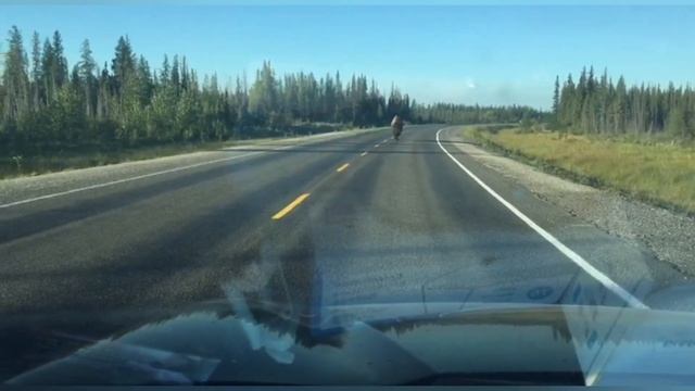 Wood Buffalo National Park: NT Highway 5 (Fort Smith Hway) & Mckenzie Wood Buffalo/Bison Sunctuary смотреть онлайн