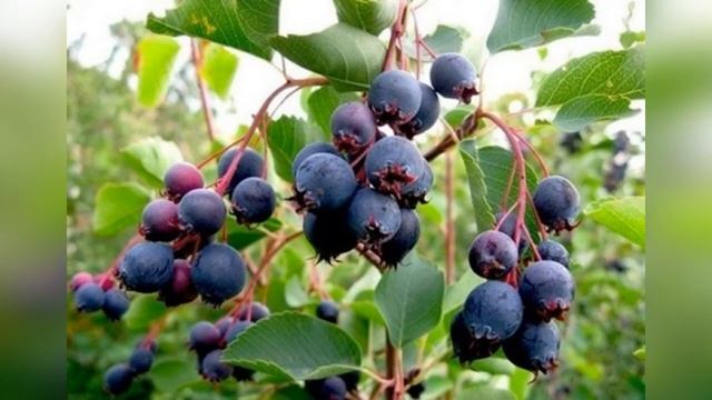 Экологический лекторий. Познавательная виртуальная экскурсия «Путешествие по тропе здоровья» смотреть онлайн
