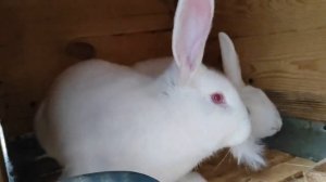 Почему крольчиха не случается и как правильно случить.