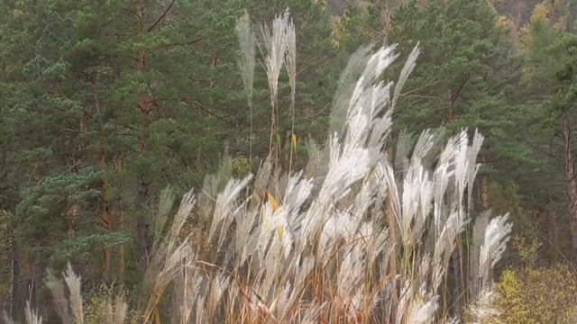 Разрушение всех раковых клеток во всем теле Для имени Татьяна Настрои академика Сытина Г.Н. смотреть онлайн