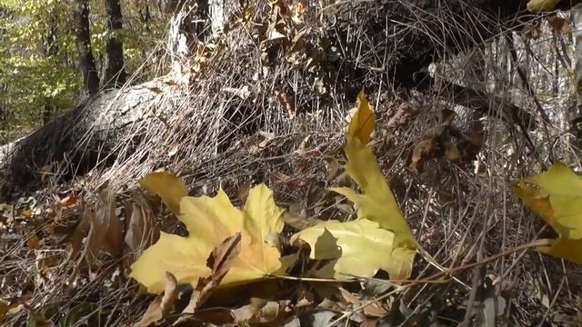 Осенние переживания (стихотворение В. Гаазова) смотреть онлайн