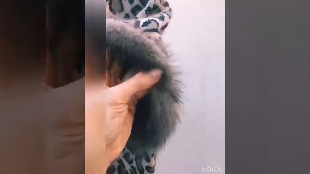 День рождения Великого человека нашей современности и гения французской моды - Ива Сен-Лорана. смотреть онлайн