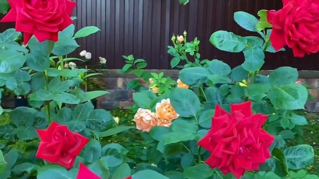 Роза Super Grand Amore. Вопросов много??? Но красота ее восхищает. Это - шедевр. ??? смотреть онлайн