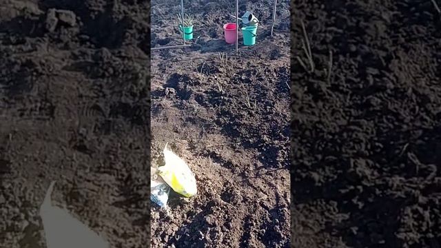 Посадка роз в апреле. смотреть онлайн