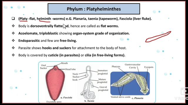 Kingdom Animalia Part 3 Animal Classification Phylum Ctenophora, Phylum Platyhelminthes