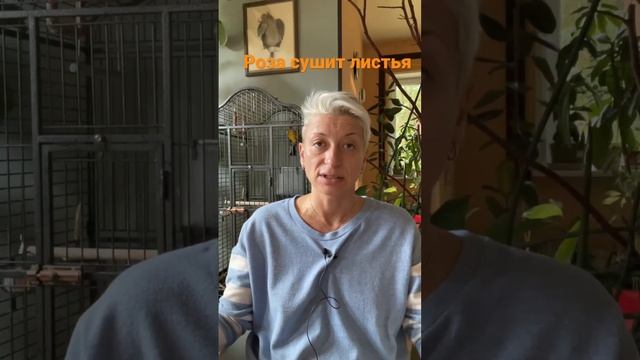 У розы сохнут листья. Что делать? смотреть онлайн