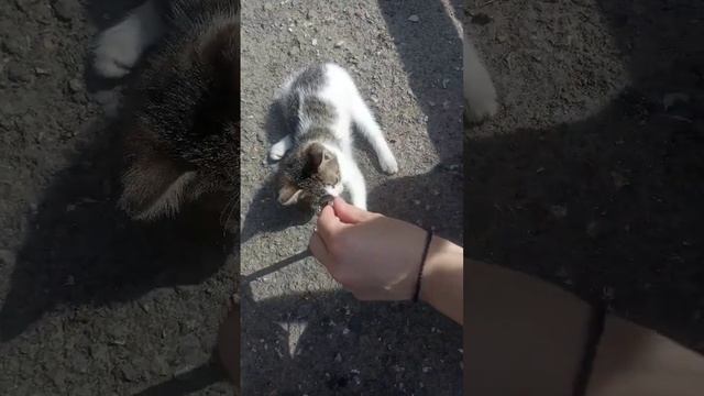 Такое ласковое ,красота. и как их можно обижать? Мы даже боимся не так тронуть #животное #котенок смотреть онлайн