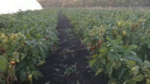 Еду на рынок. + Обзор моего огорода.