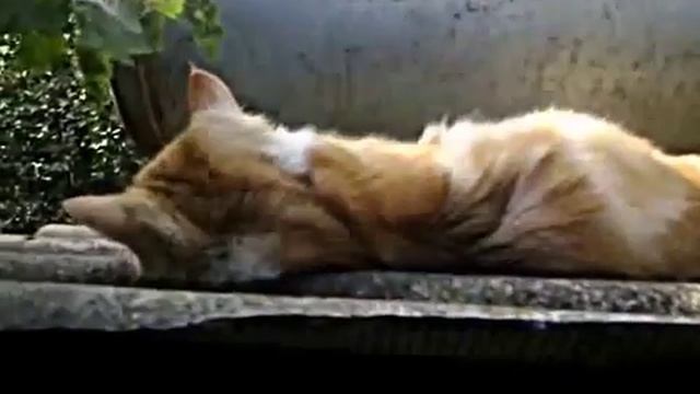 коту дали валерьянку , в первый раз и передоз смотреть онлайн