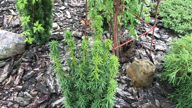 Тис ягодный Давид, описание сорта Taxus Baccata David