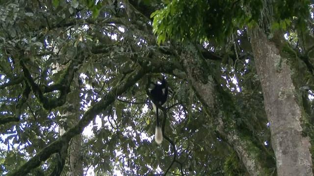 Black and White Colobus Monkeys.flv смотреть онлайн