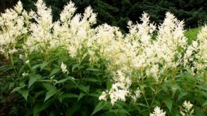 Горец – Выращивание и уход