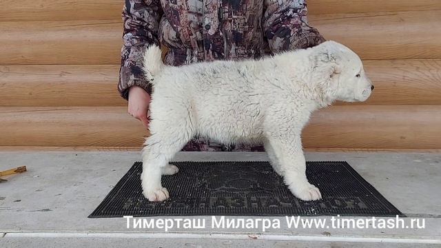 ТИМЕРТАШ МИЛАГРА помет М сезона 2021 от БРИНЫ и ЛОНДОНА дставка по миру +79048881825 viber whatsap смотреть онлайн