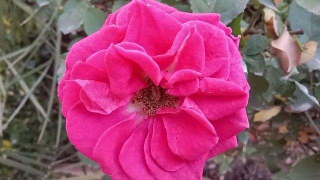 Surah Yasin with Urdu Translation | Beautiful Quran Recitation| Quran with Urdu & Hind Ep-57 смотреть онлайн
