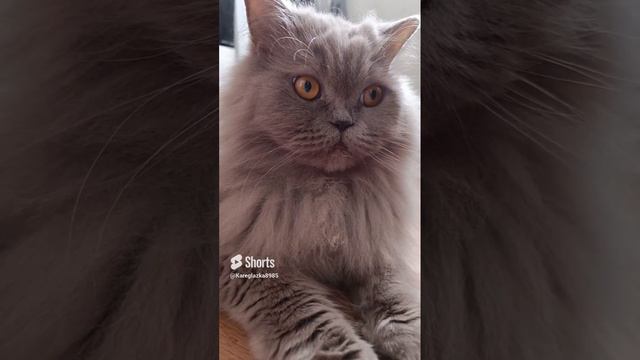 ася#домашниеживотные#юмор#приколы#мойпитомец#котики#пушистики