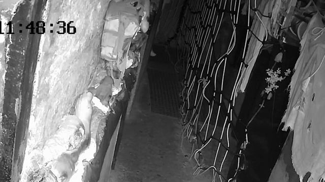 лабиринт страха СПб 2023 смотреть онлайн