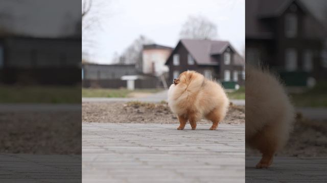 Торик 6 мес