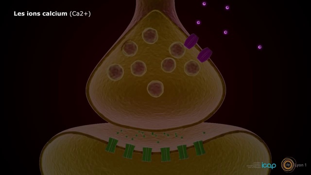 Neurone, Synapse Et Influx Nerveux En 3D, ICAP, Université Lyon 1 (Sans Son)