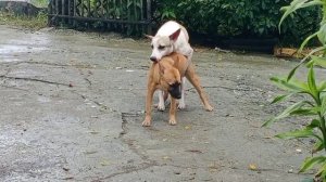 Dog Mating