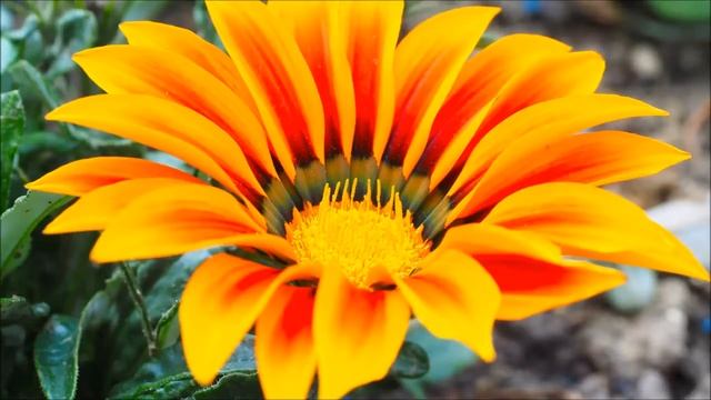 リラックスできる音楽 瞑想 ヒーリングミュージック | 癒しの音楽 ヨガミュージック 水 音 | リラクゼーション 音楽 禅 BGM