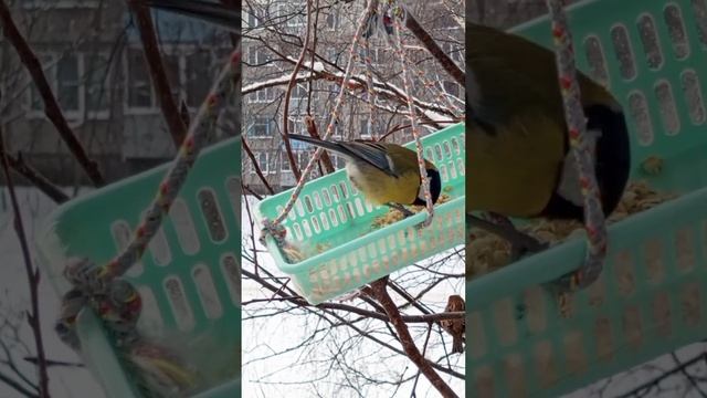 Синички завтракают, на улице ❄❄❄??? смотреть онлайн