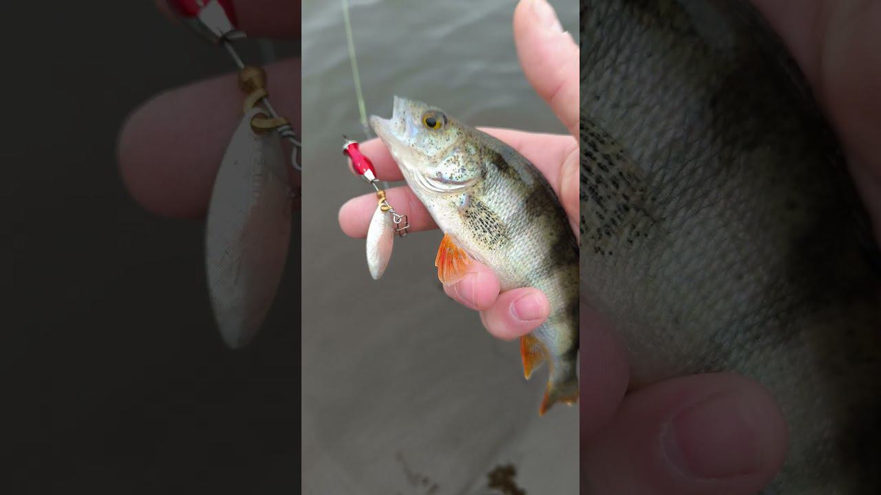 Рыбалка 2024 Ловим окуня на спиннинг #shortvideo #fishing #рыбалка #fishingvideo #рыбалка2024 #лето смотреть онлайн