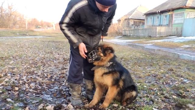 Дрессировка собак. Как приучить собаку к наморднику? "Школа Гайдука" смотреть онлайн