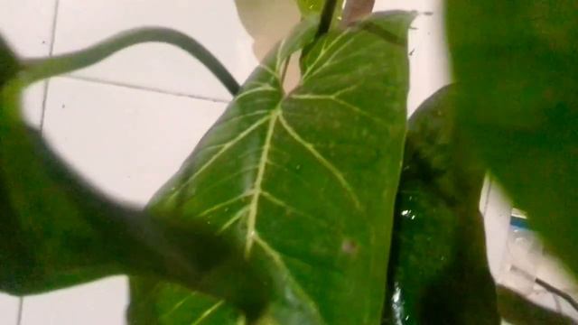 my syngonium plant/ Big leaves смотреть онлайн