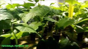 Посадка рассады огурцов в ведра!