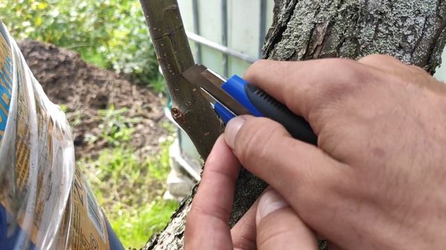 Летняя Прививка 100% приживаемость. Окулировка Почкой Яблони смотреть онлайн