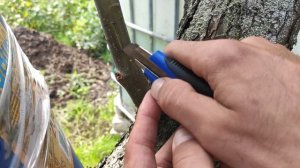 Летняя Прививка 100% приживаемость. Окулировка Почкой Яблони