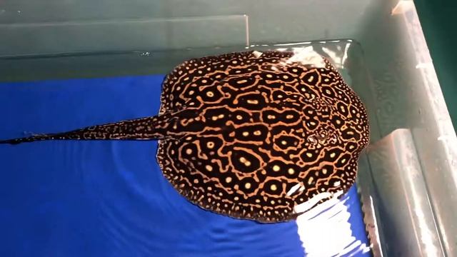 Stingray sp. Perl ~ Жемчужный Скат смотреть онлайн