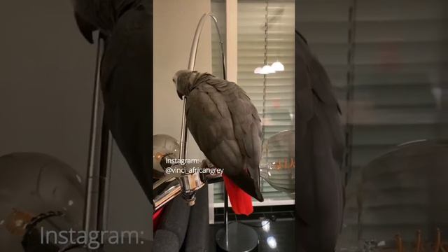 Винчи — это попугай жако, который говорит «Чё как бык?» ? #Shorts смотреть онлайн