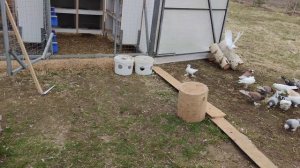 голуби Ленинаканские содержание в теплице