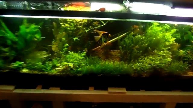 Rescued Giant Monster Angelfish + Plus Angel Fish Spawning смотреть онлайн