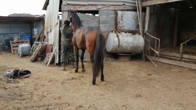 ?3.ч. // ГОЛУБИ // В ГОСТЯХ.У МЕДЕНЕЦ.Н.П. СЕЛ. ЕКАТЕРИНОВКА // РОСТОВСКАЯ ОБЛ. 7.01.20 //? смотреть онлайн